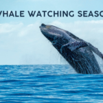 Whale Watching Season