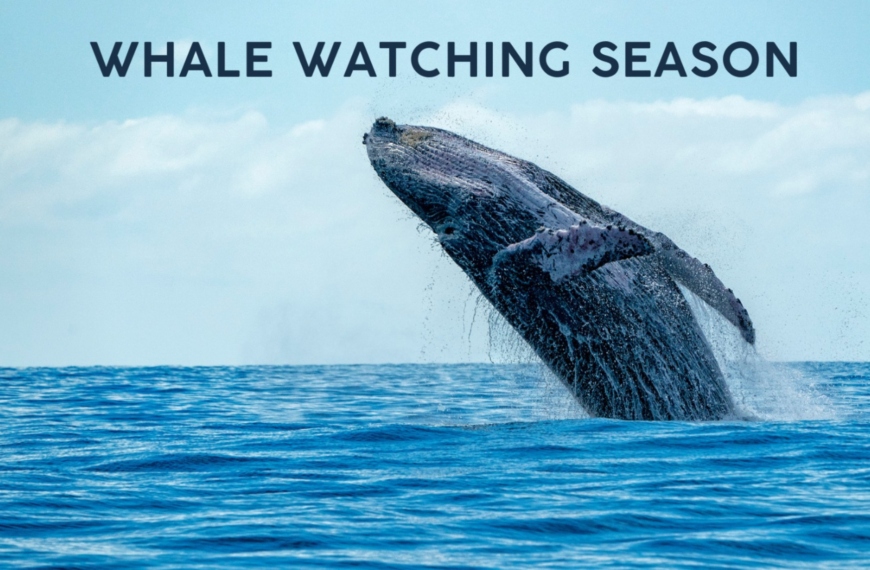 Whale Watching Season