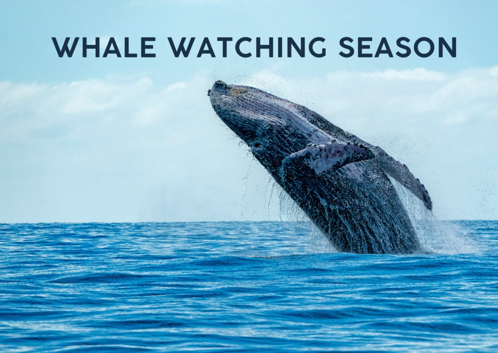 Whale Watching Season