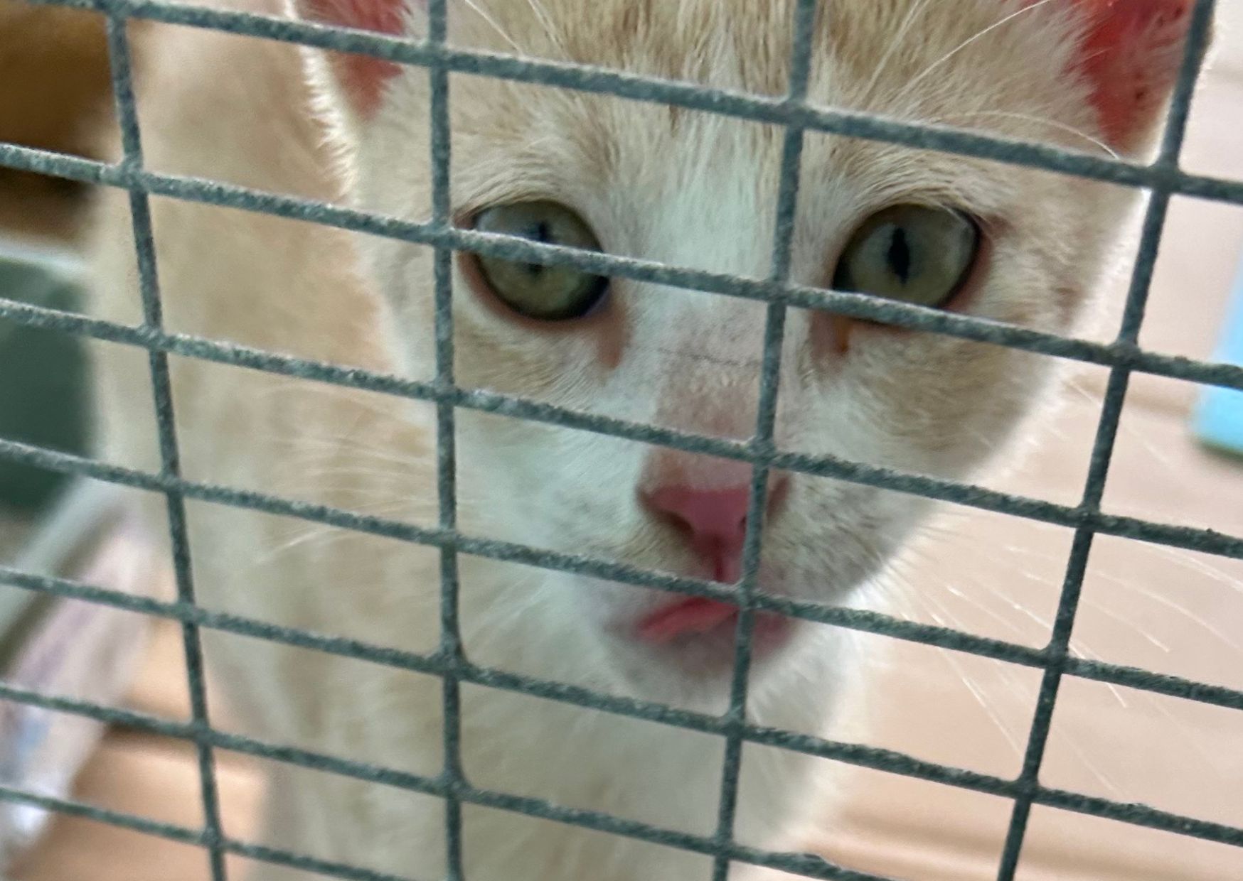 Cat waiting to be sterilized