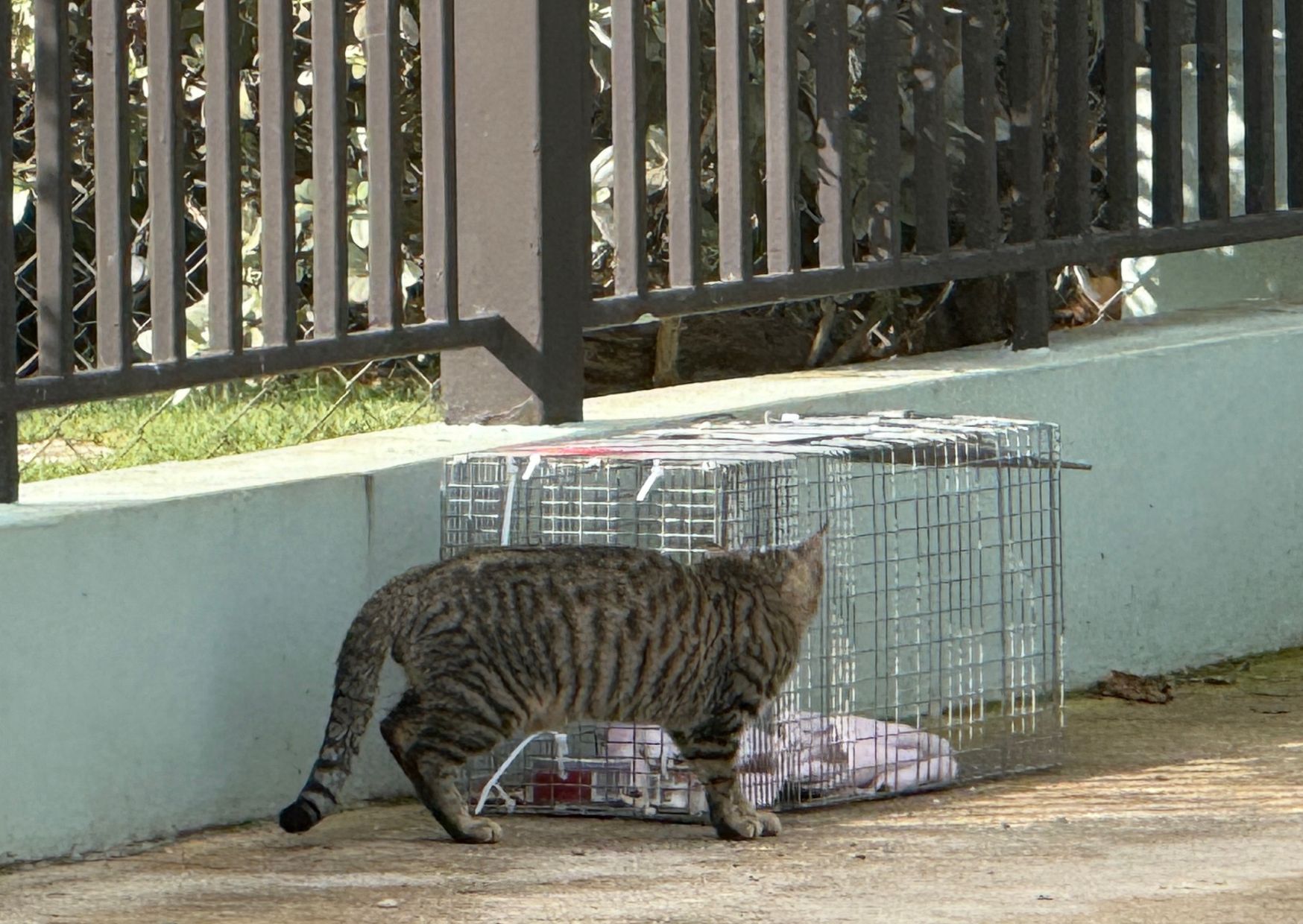 Chateaux de Gatos TNR